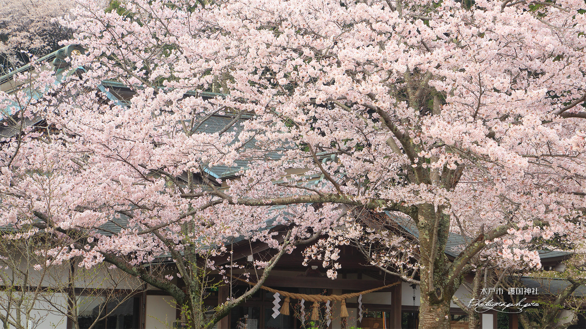 水戸市 護国神社の桜