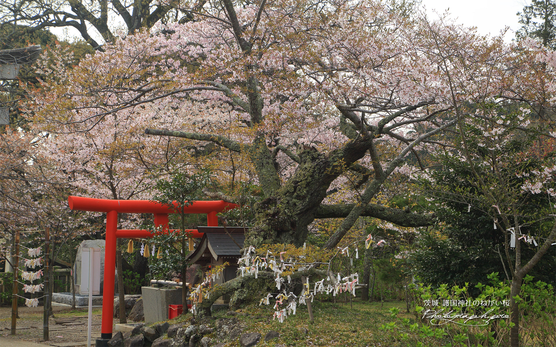 護国神社のねがい桜