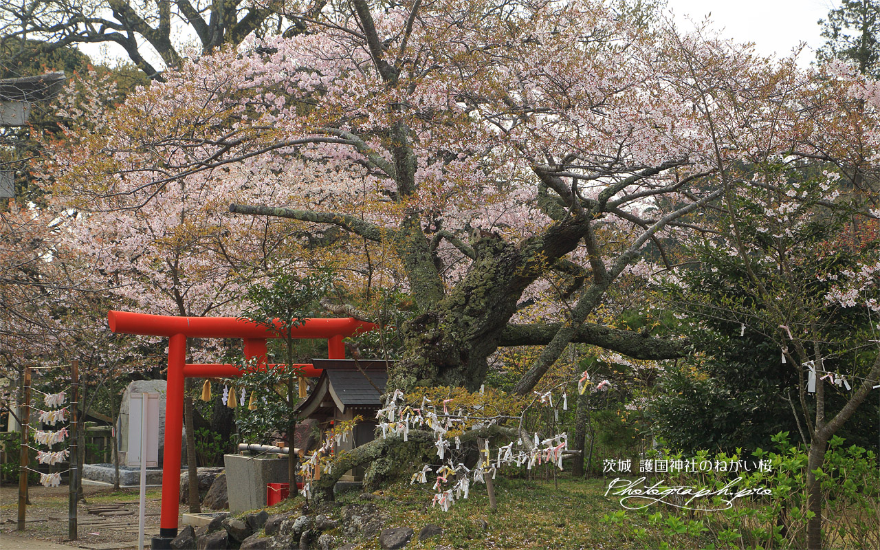 護国神社のねがい桜 壁紙