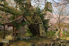 護国神社の桜