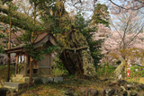 護国神社の桜