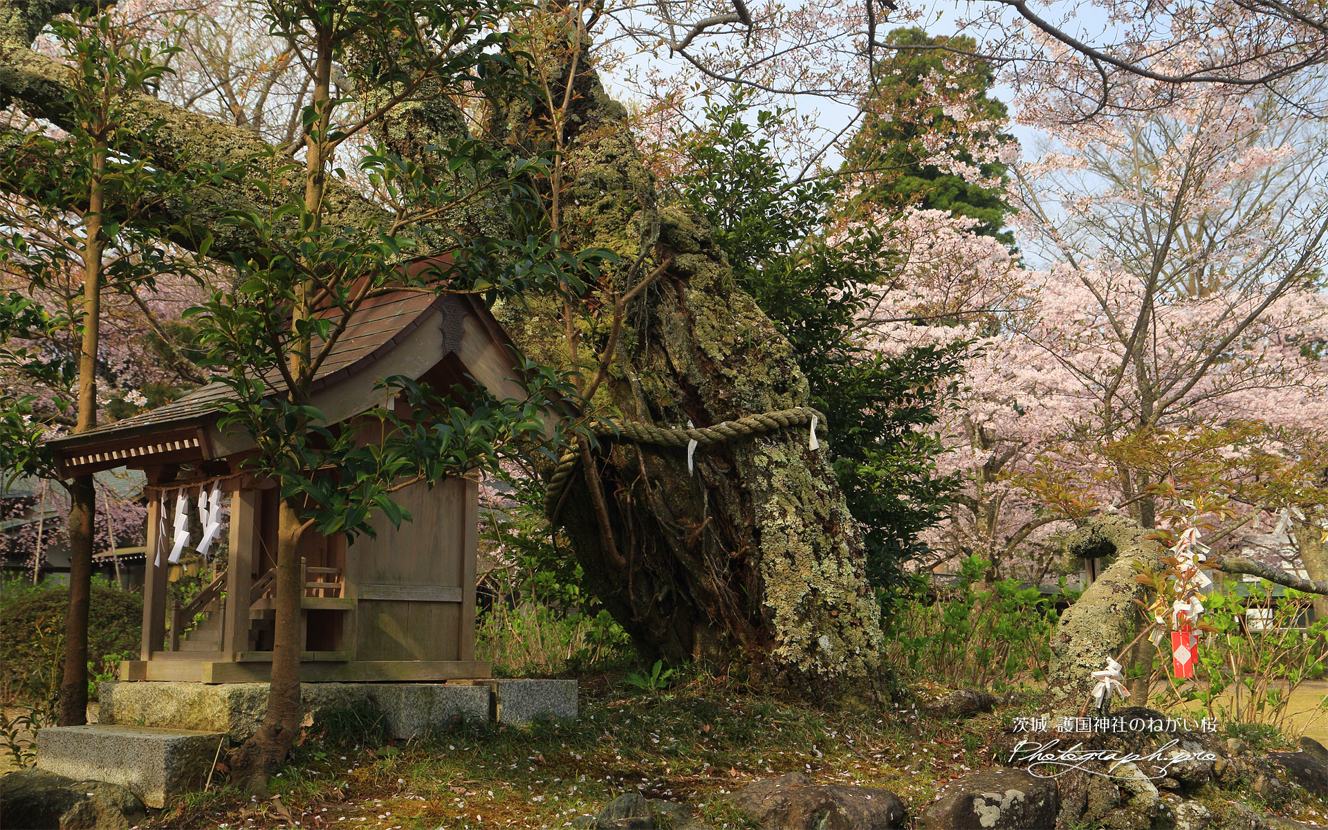 護国神社のねがい桜