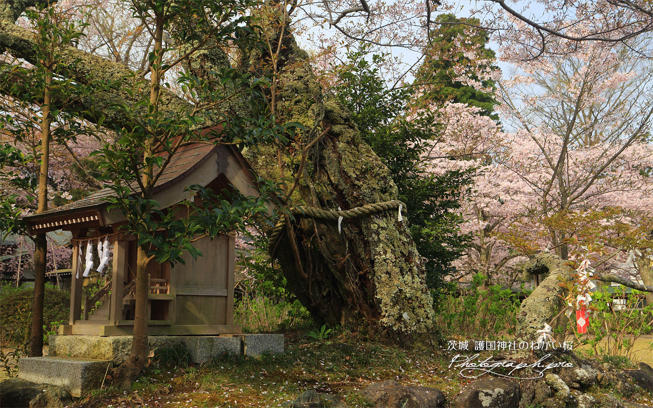 護国神社のねがい桜 壁紙