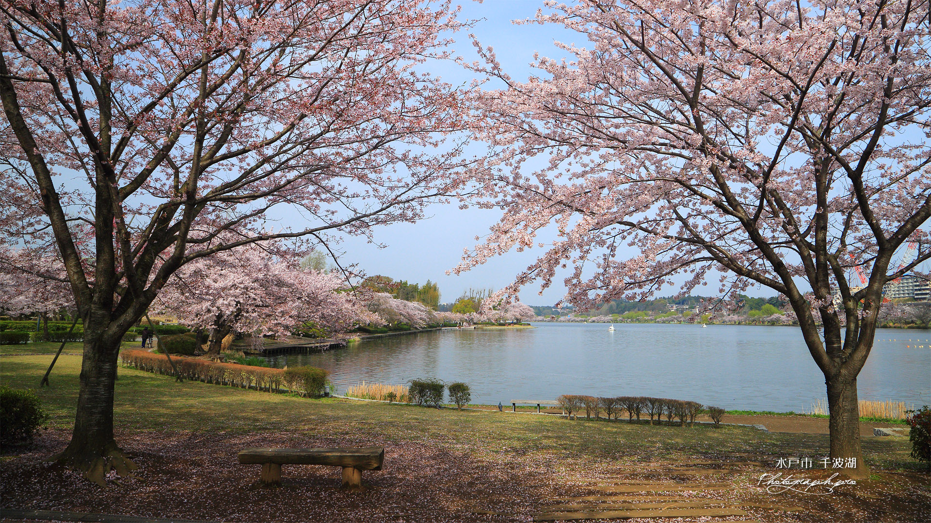 水戸市 千波湖の桜