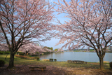 水戸市 千波湖の桜