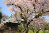 水戸市 弘道館の桜