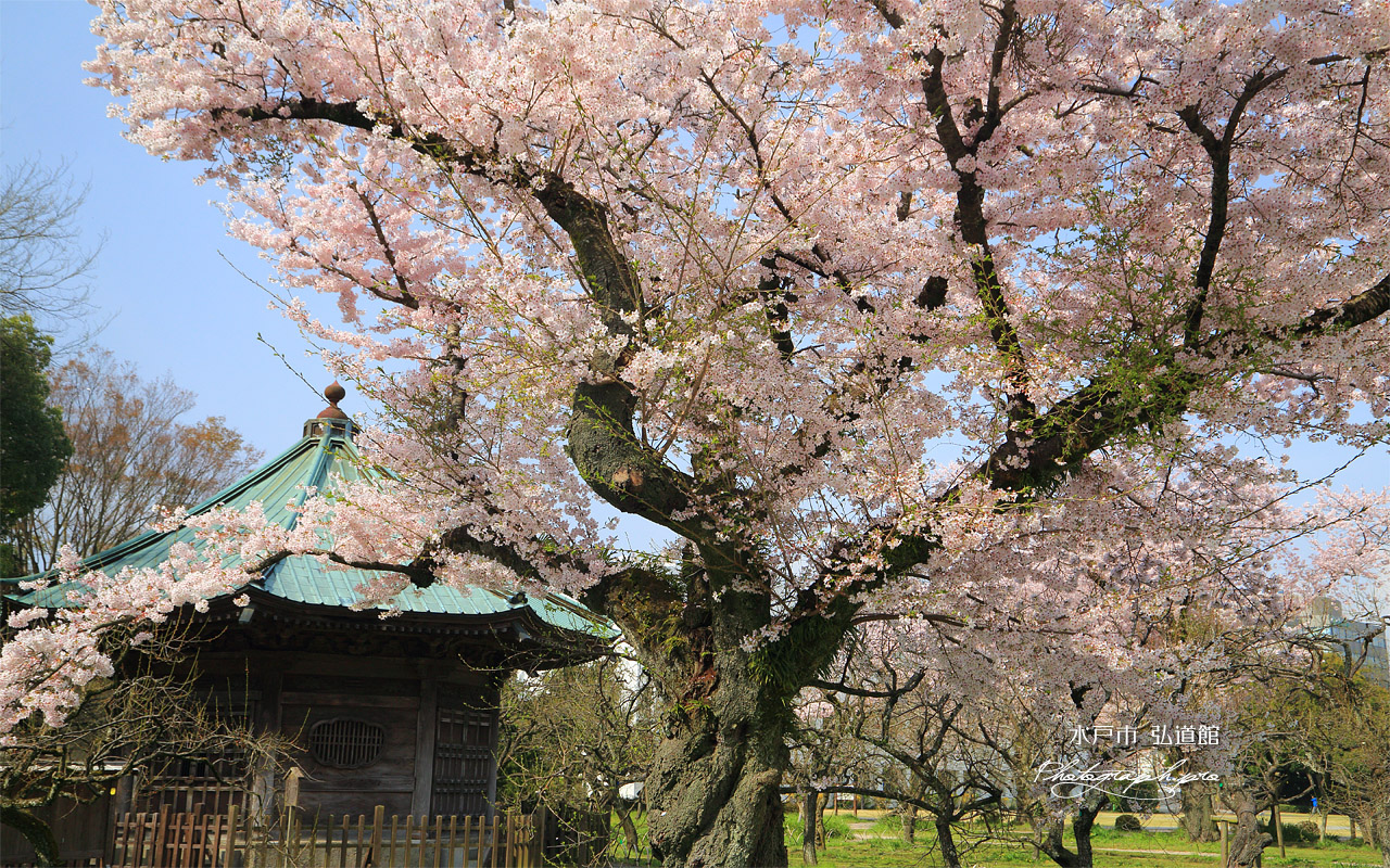 水戸市 弘道館の桜 壁紙