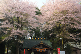 弘道館の桜