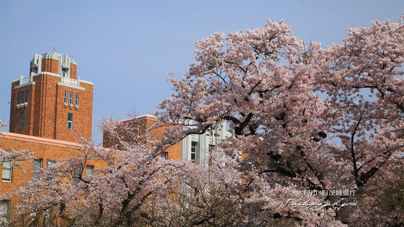 水戸市 弘道館の桜 壁紙
