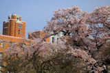 水戸市 弘道館の桜