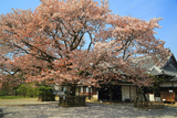 弘道館の左近桜