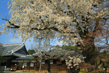 水戸市 弘道館の桜