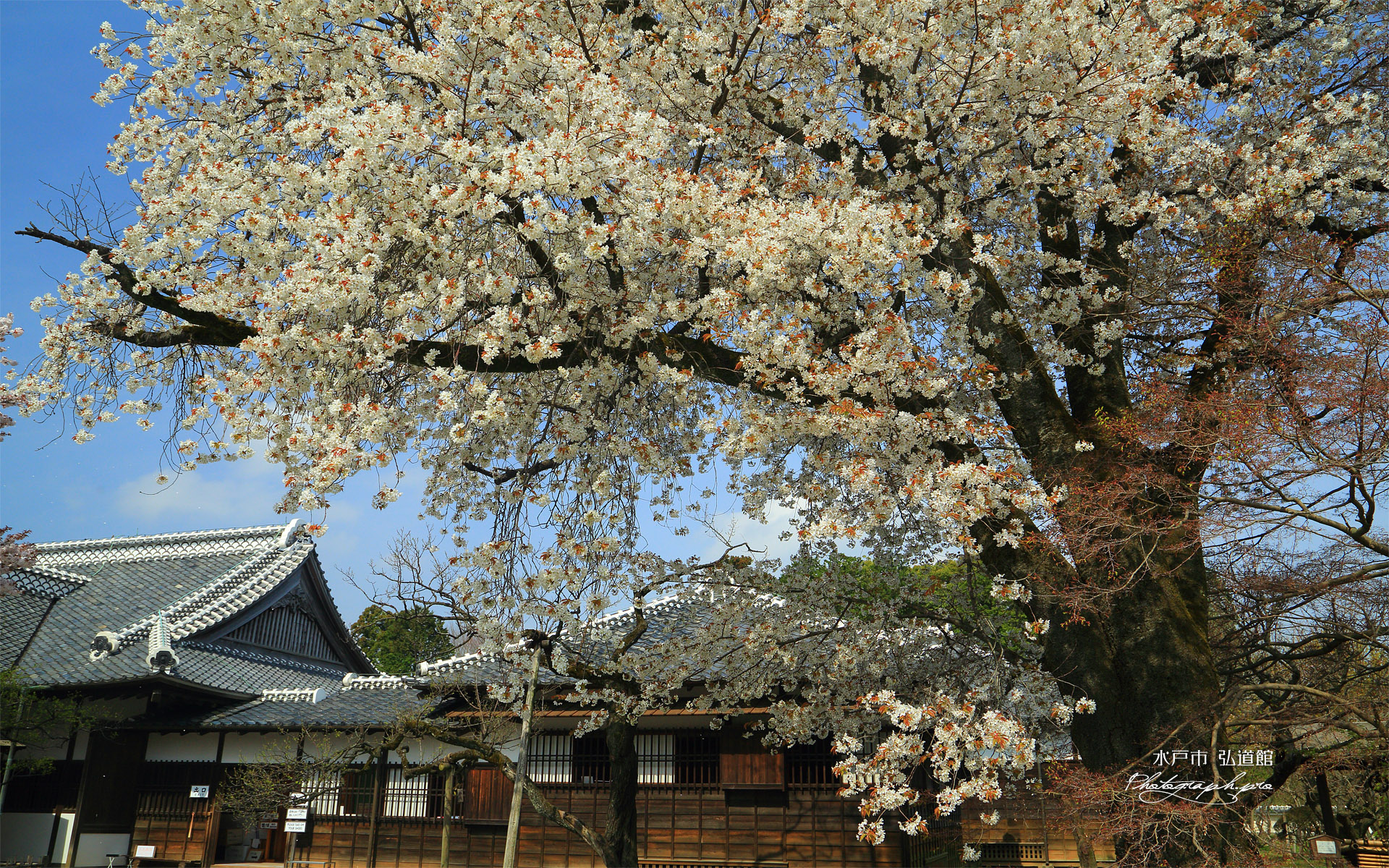 水戸市 弘道館の桜