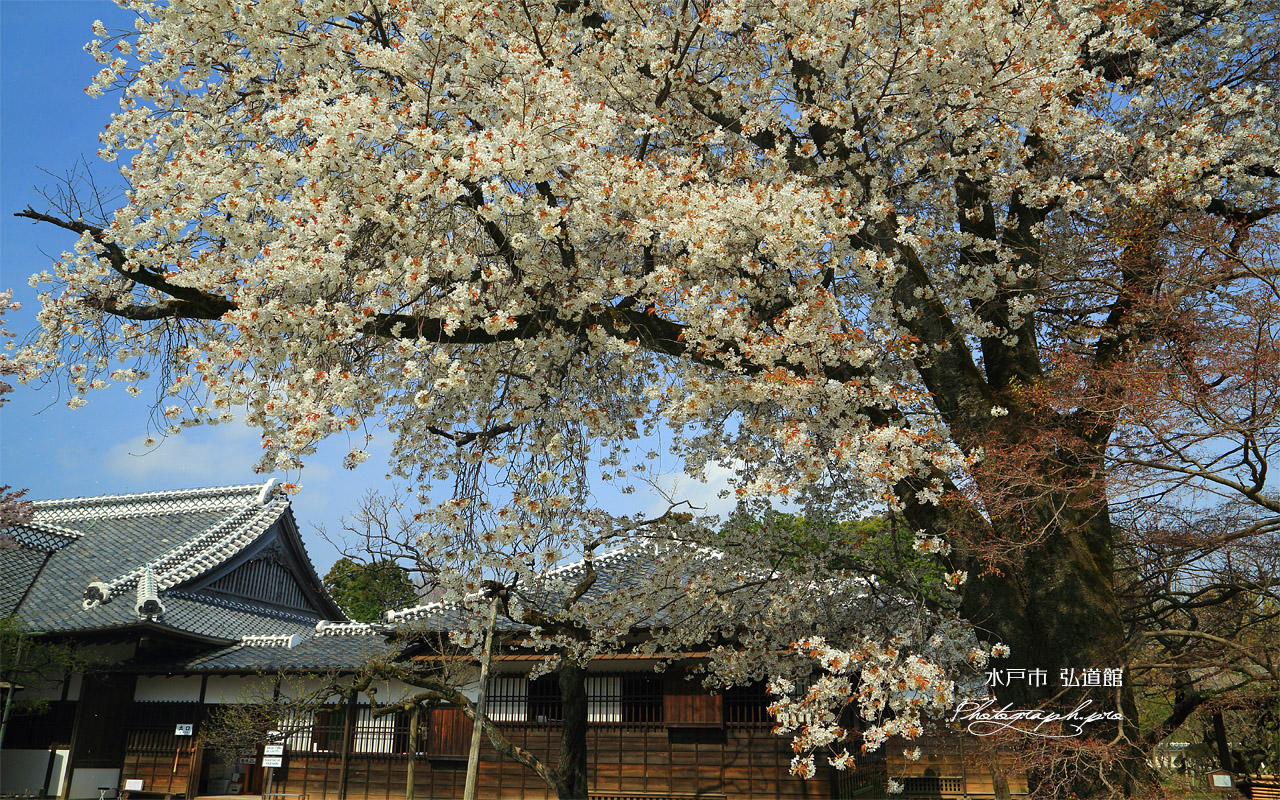 水戸市 弘道館の桜 壁紙
