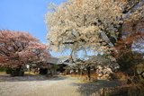 弘道館の左近桜