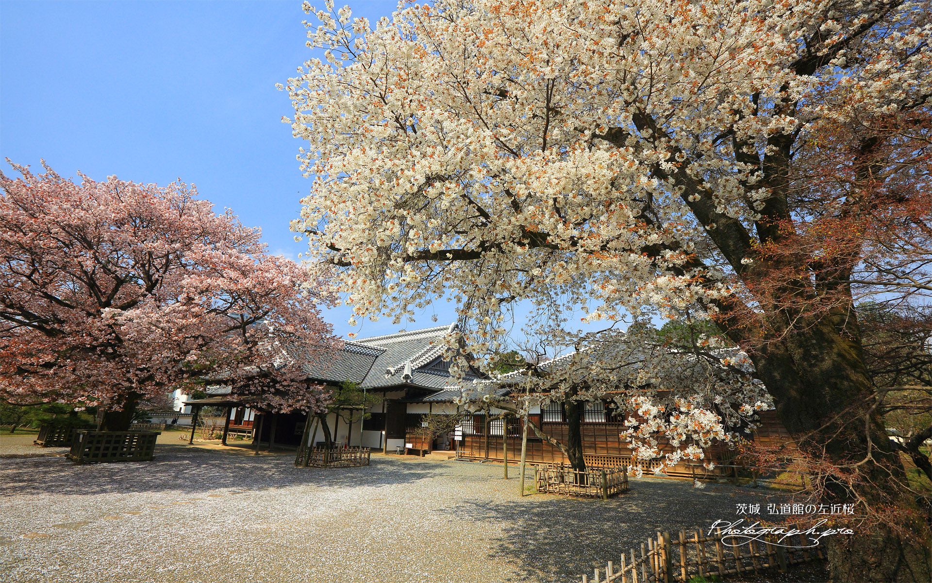 弘道館の左近桜