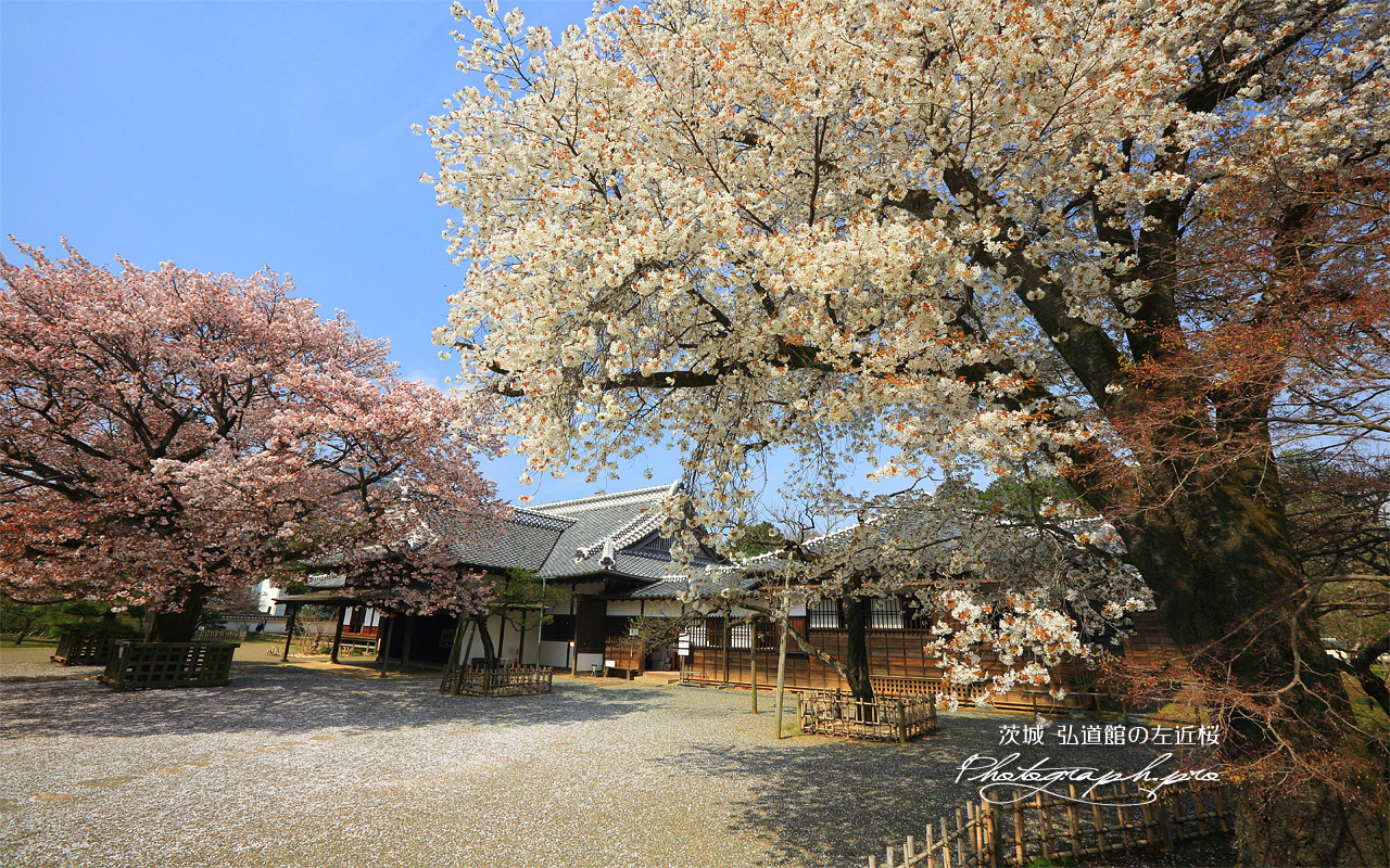 弘道館の左近桜 壁紙