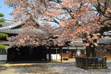 弘道館の左近桜