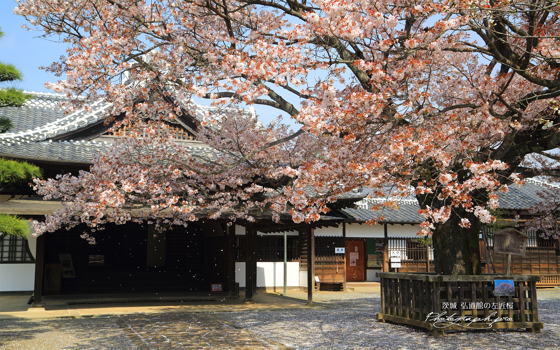 弘道館の左近桜