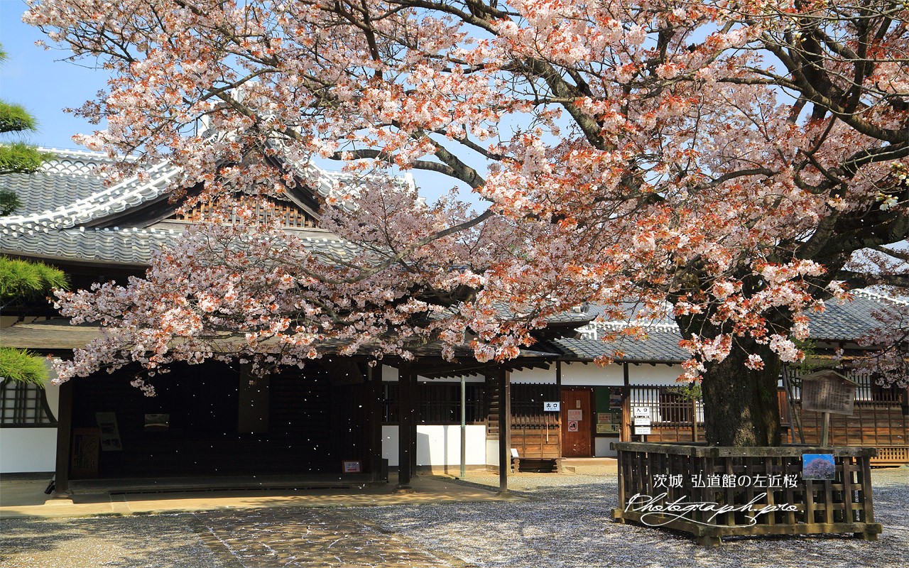 弘道館の左近桜 壁紙