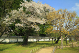 水戸市 弘道館の桜