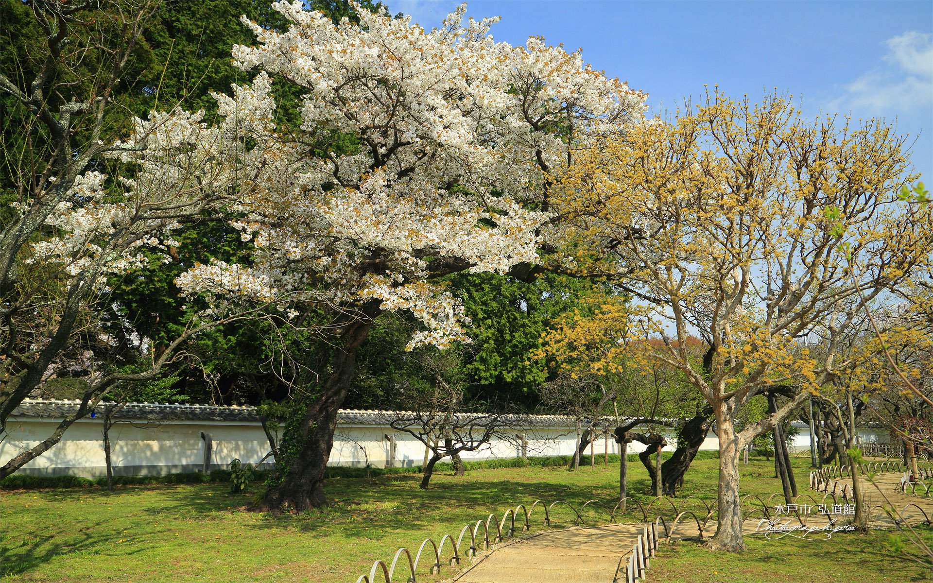 水戸市 弘道館の桜