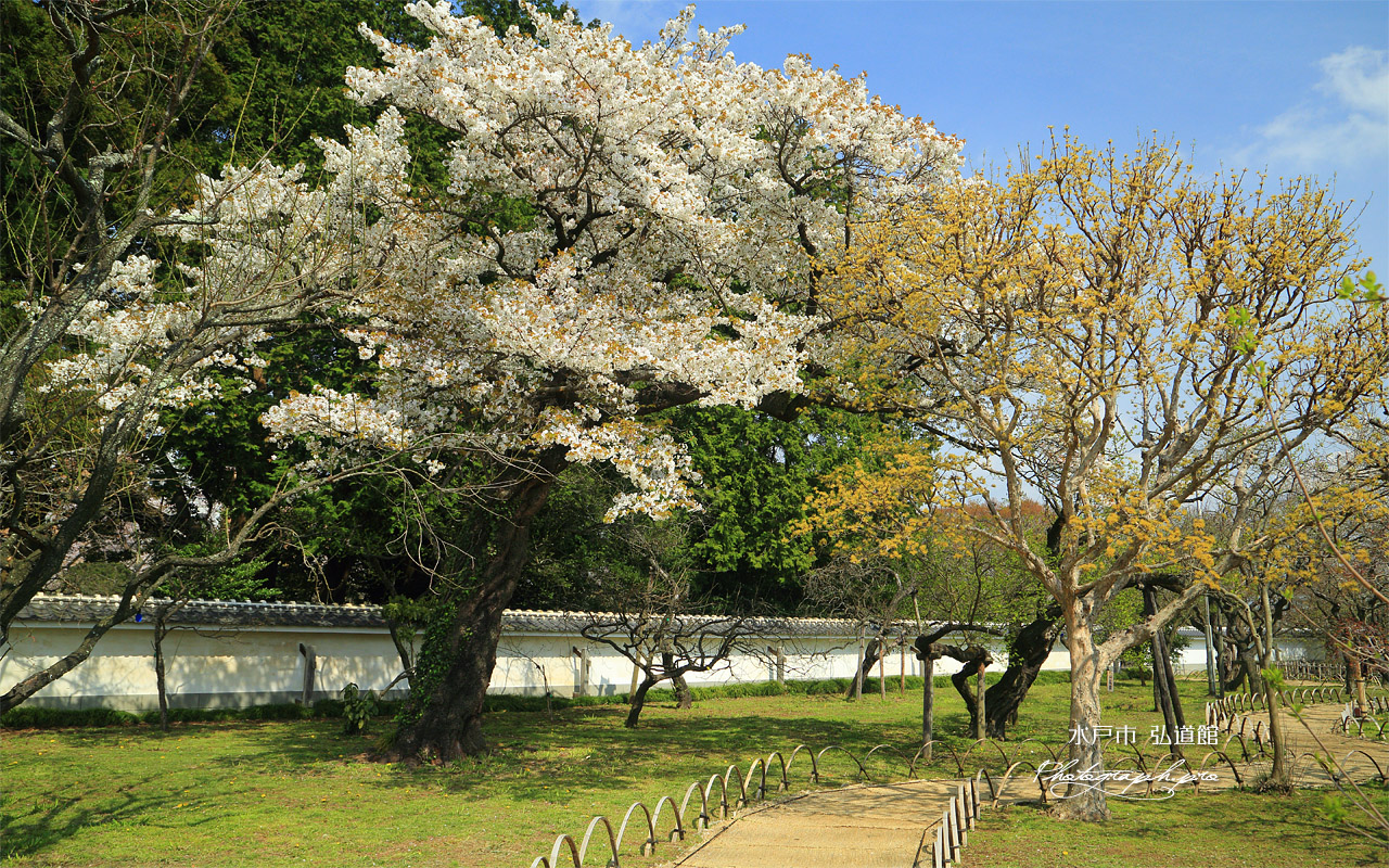 水戸市 弘道館の桜 壁紙