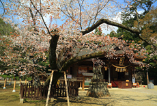 水戸八幡宮の桜