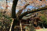 水戸八幡宮の右近桜