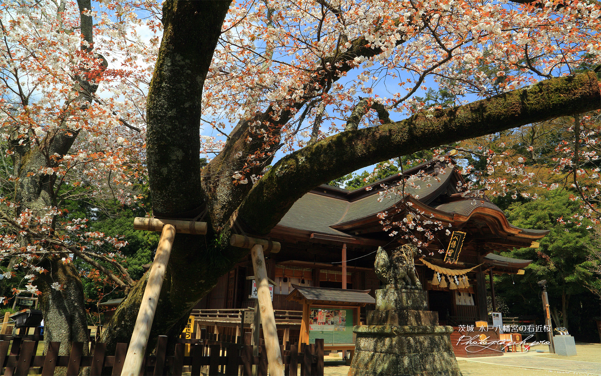 水戸八幡宮の右近桜