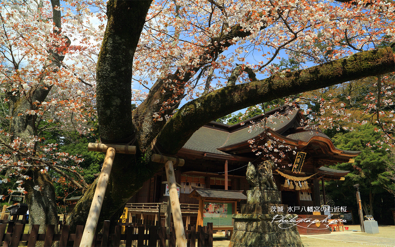 水戸八幡宮の右近桜 壁紙