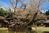 水戸八幡宮の右近桜
