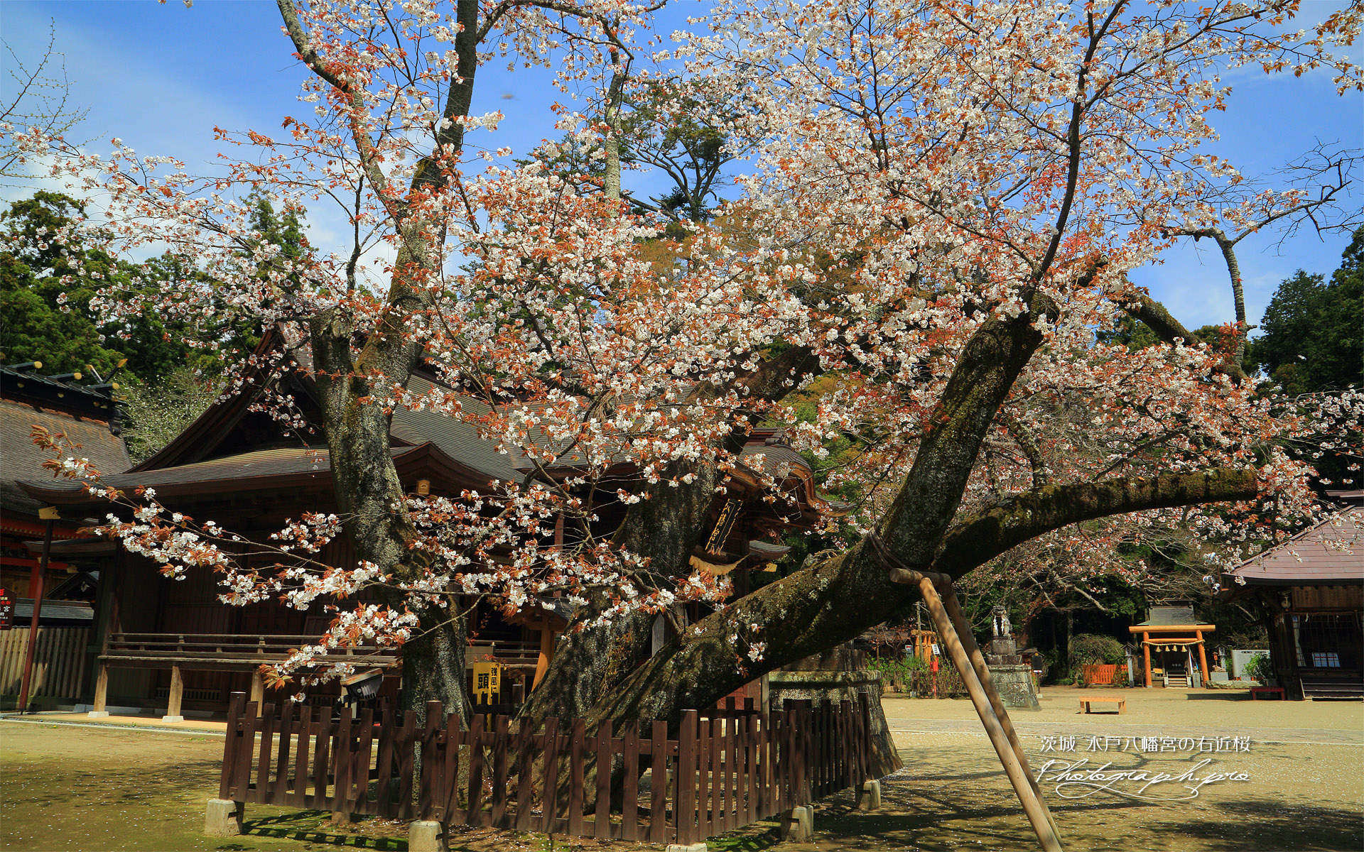 水戸八幡宮の右近桜
