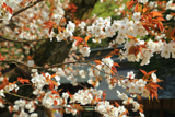 水戸八幡宮の右近桜
