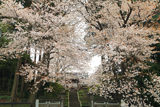 宝蔵寺の山桜