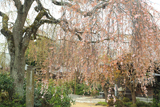 宝蔵寺のしだれ桜