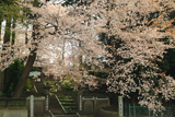 宝蔵寺の山桜