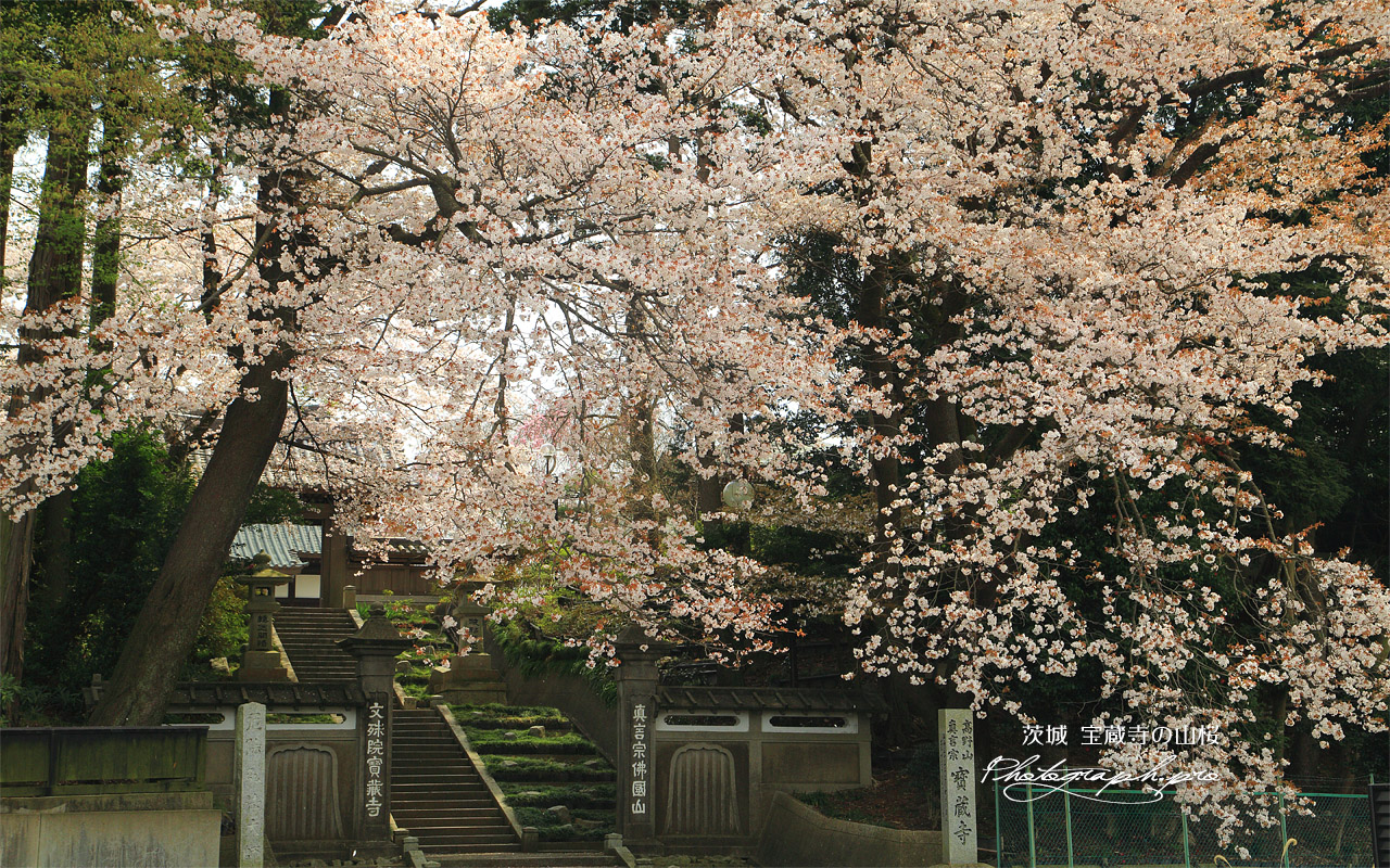 宝蔵寺の山桜 壁紙