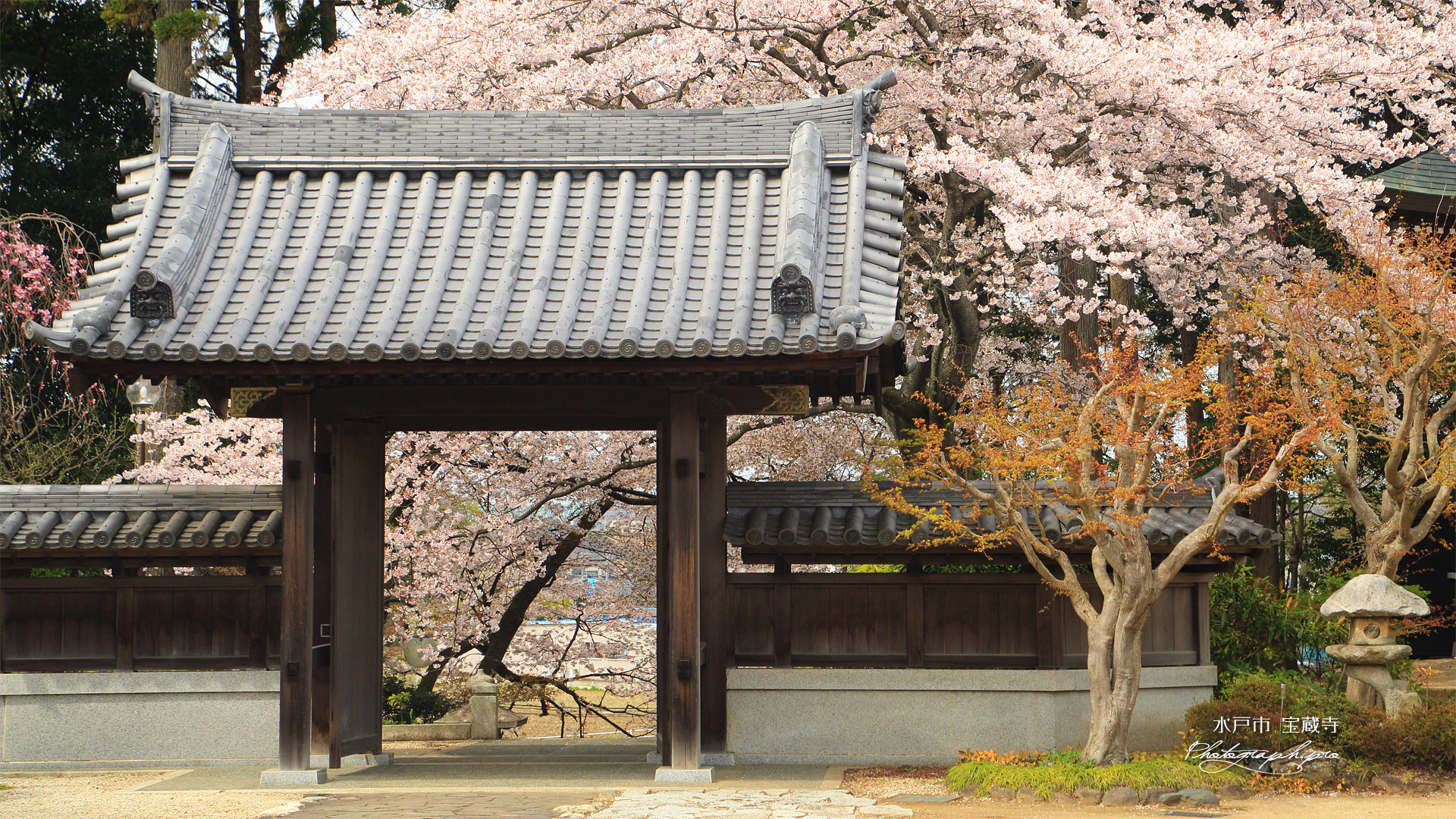 水戸市 宝蔵寺の桜
