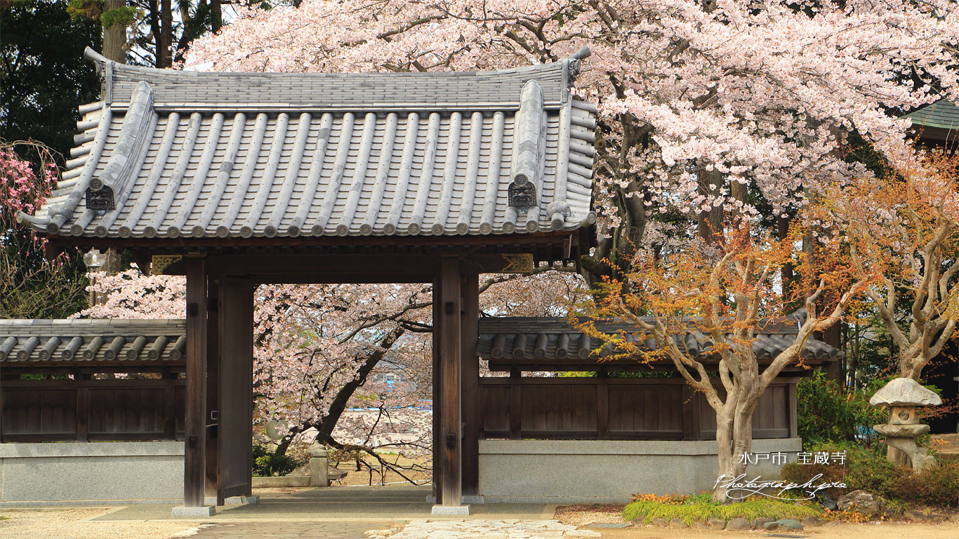 水戸市 宝蔵寺の桜 壁紙