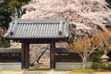 水戸市 宝蔵寺の桜