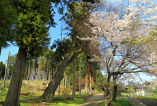 全隈鹿島神社の山桜