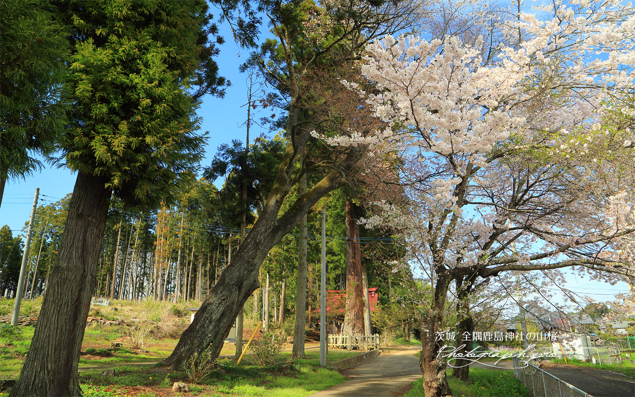 全隈鹿島神社の山桜 壁紙