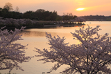水戸市 千波湖の桜