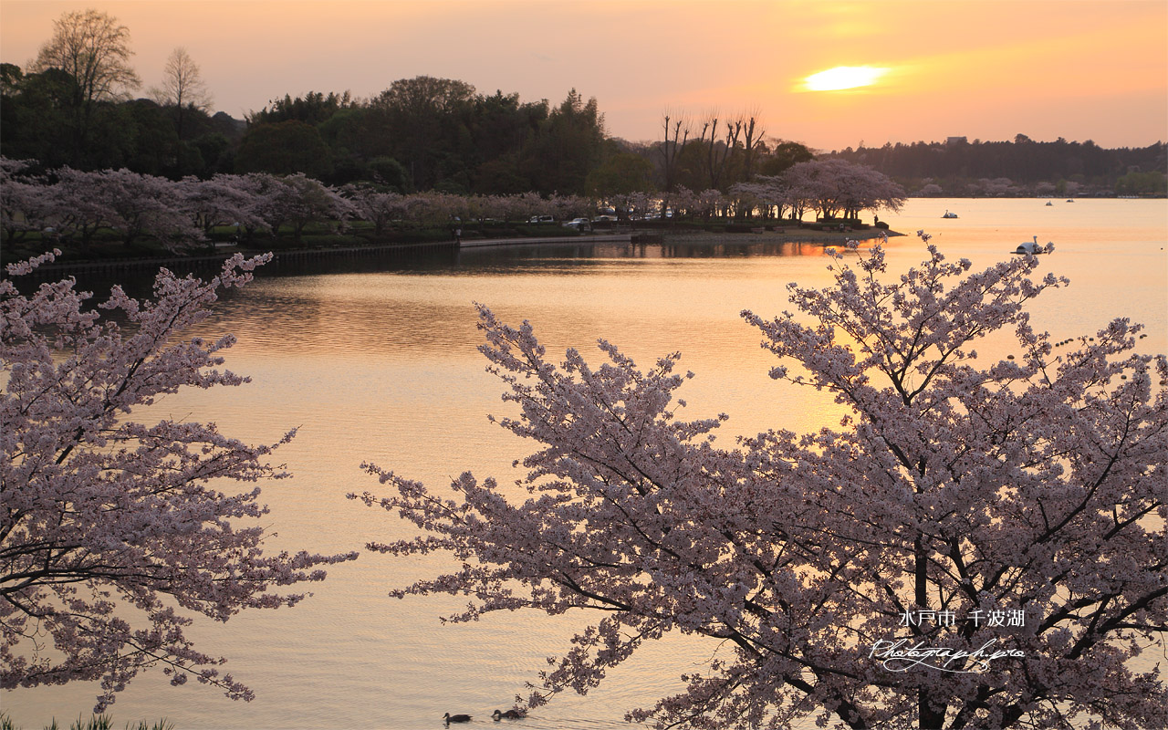 水戸市 千波湖の桜 壁紙
