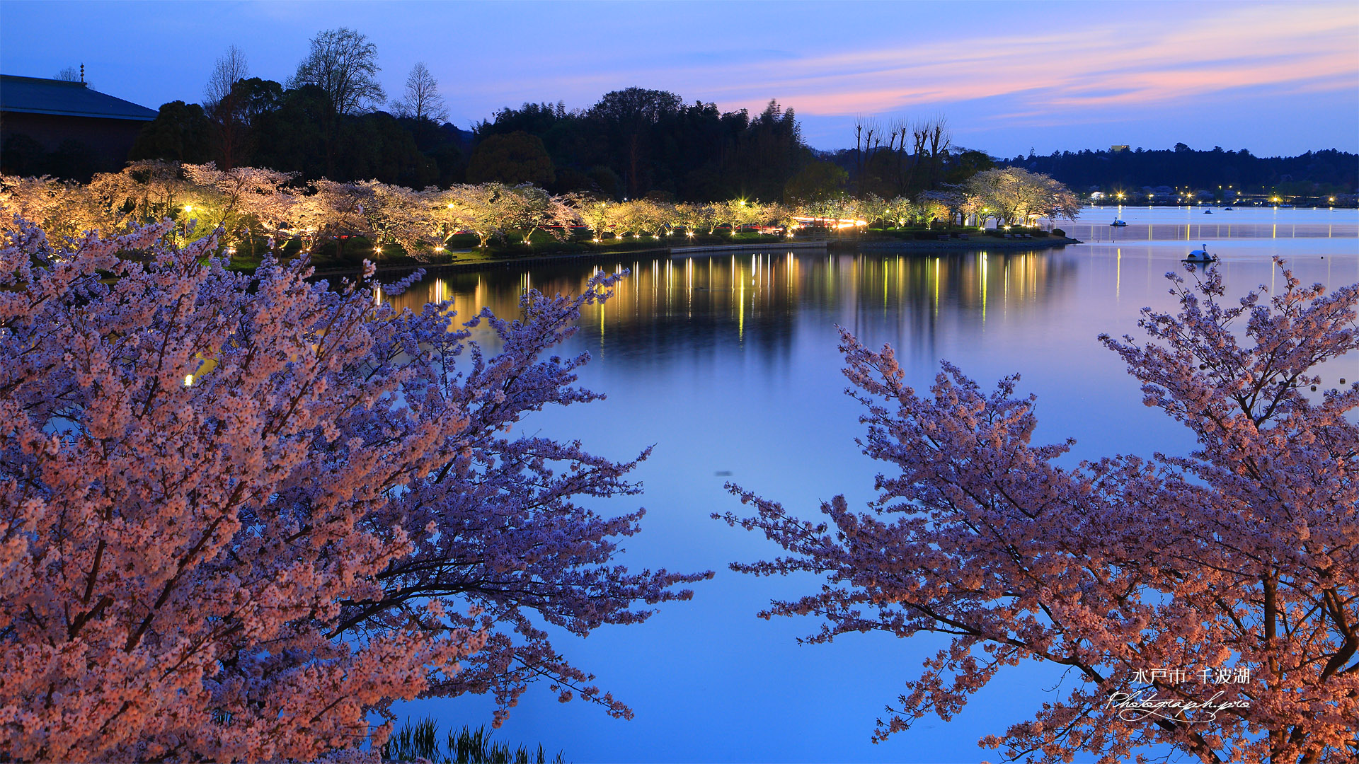 水戸市 千波湖の桜 の壁紙 19x1080