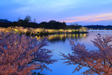 千波湖の桜