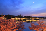 水戸市 千波湖の桜