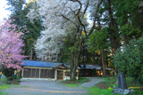 岩崎神社のエドヒガン