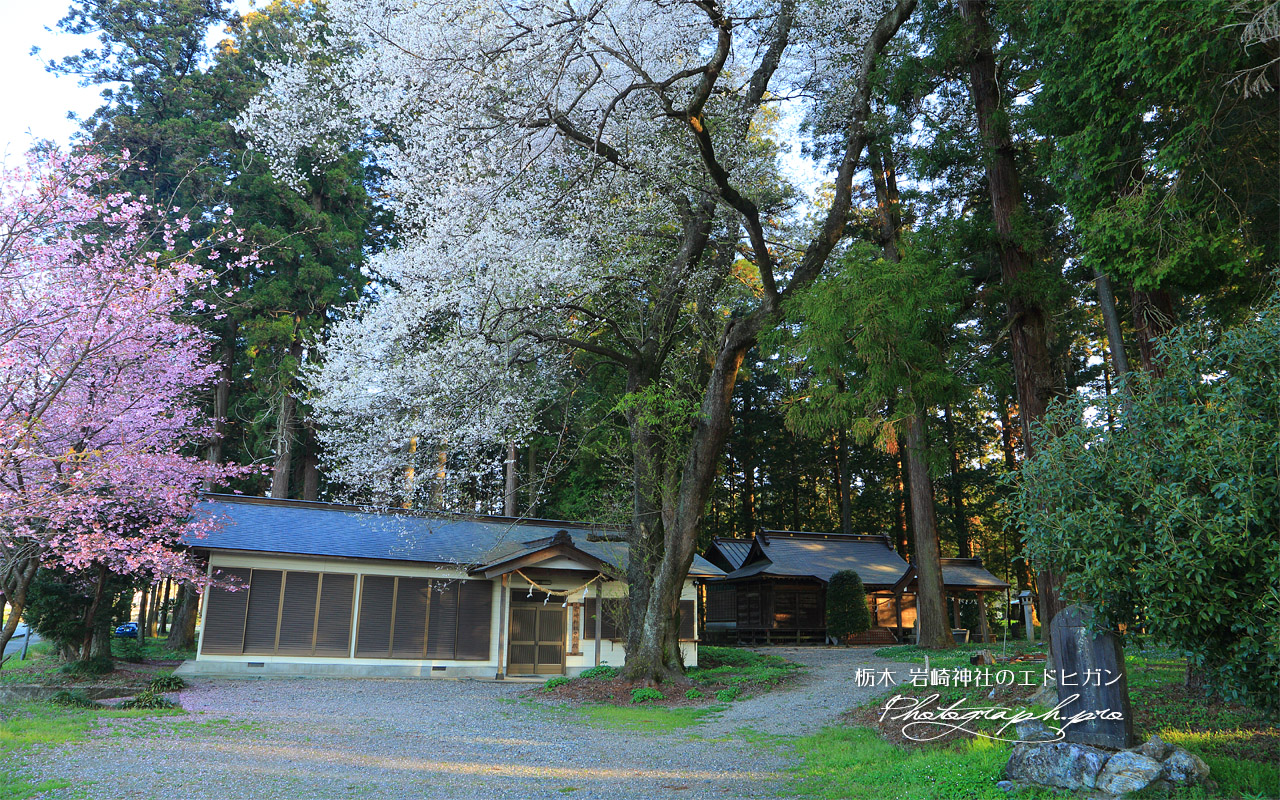 岩崎神社のエドヒガン 壁紙